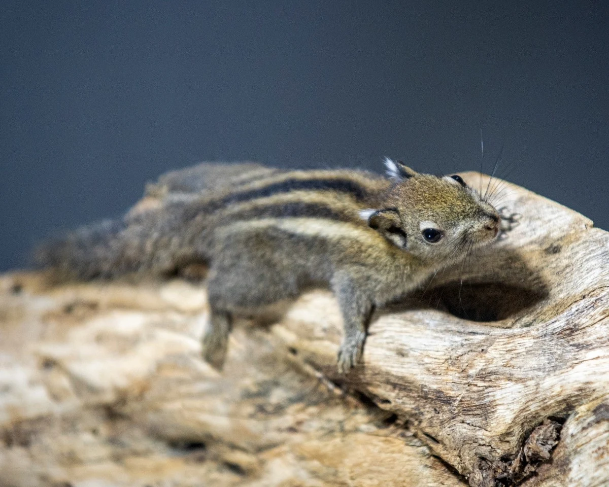 Kanguroszczur – ile ma z kangura? Z jakich słynnych produkcji znamy chińskie wiewiórki? Odpowiedzi na te pytania tylko w łódzkim zoo, które ciągle wita nowych mieszkańców.