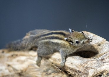 Kanguroszczur i chińskie wiewiórki: Nowi mieszkańcy łódzkiego zoo
