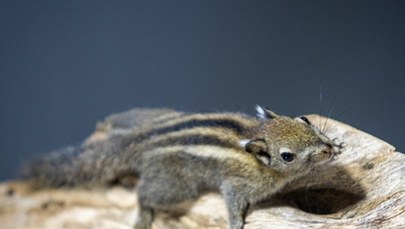 Kanguroszczur i chińskie wiewiórki: Nowi mieszkańcy łódzkiego zoo