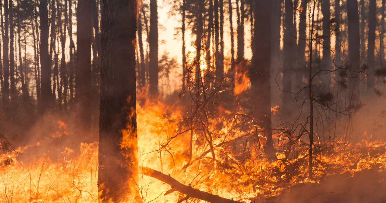 Zmiany klimatyczne powodują, że pożary stają się coraz większe, gorętsze i rozprzestrzeniają się szybciej. W obliczu rosnącego zagrożenia tymi katastrofami, strażacy stoją więc przed coraz poważniejszymi wyzwaniami.