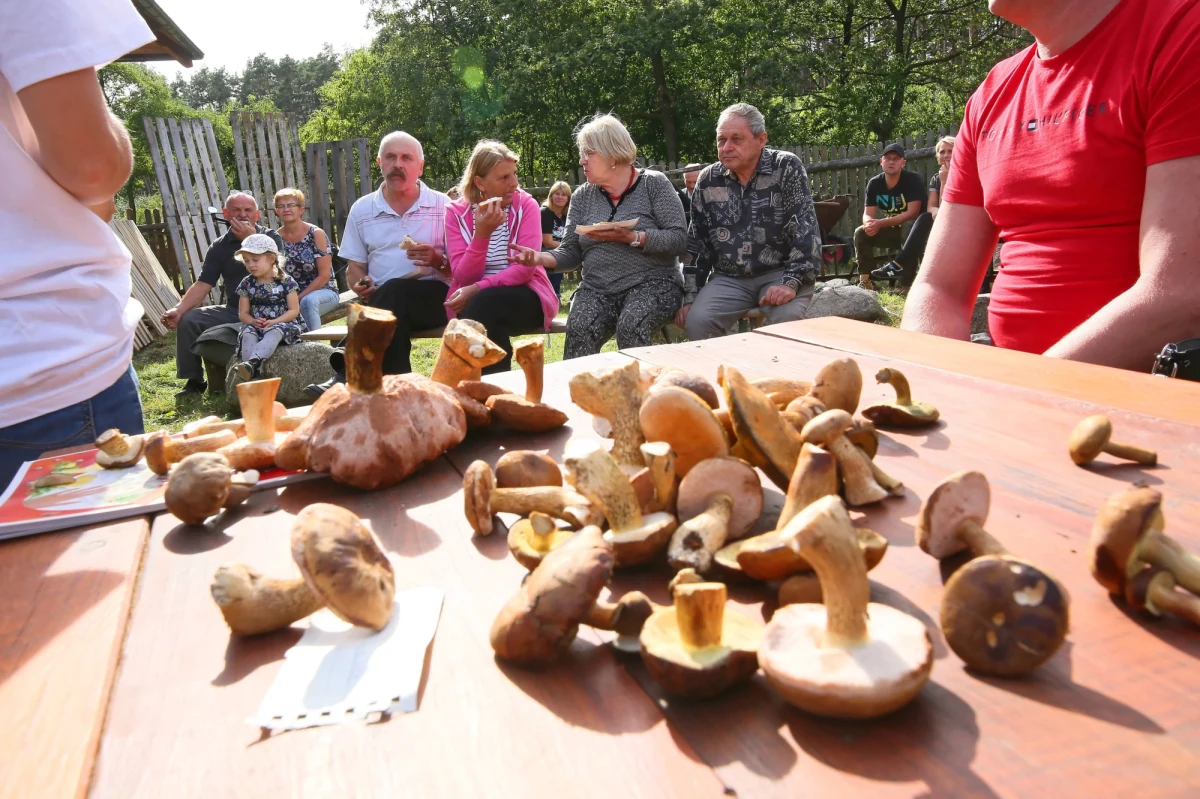 Sezon na grzyby trwa w najlepsze. W sieciach społecznościowych królują teraz zdjęcia dumnych zbieraczy pozujących z koszami pełnymi leśnych skarbów. Grzybobranie to rytuał – mówią amatorzy tego sposobu spędzania wolnego czasu. Wstajesz wcześnie, pakujesz potrzebny sprzęt i wyruszasz w głąb lasu w towarzystwie lub bez. Niestety, każdego roku sezon na grzyby to także przypadki ciężkich zatruć, kończących się w szpitalu, w najgorszym wypadku śmiercią. W tym artykule znajdziecie najbardziej popularne grzyby jadalne i wskazówki, jak odróżnić je od trujących.