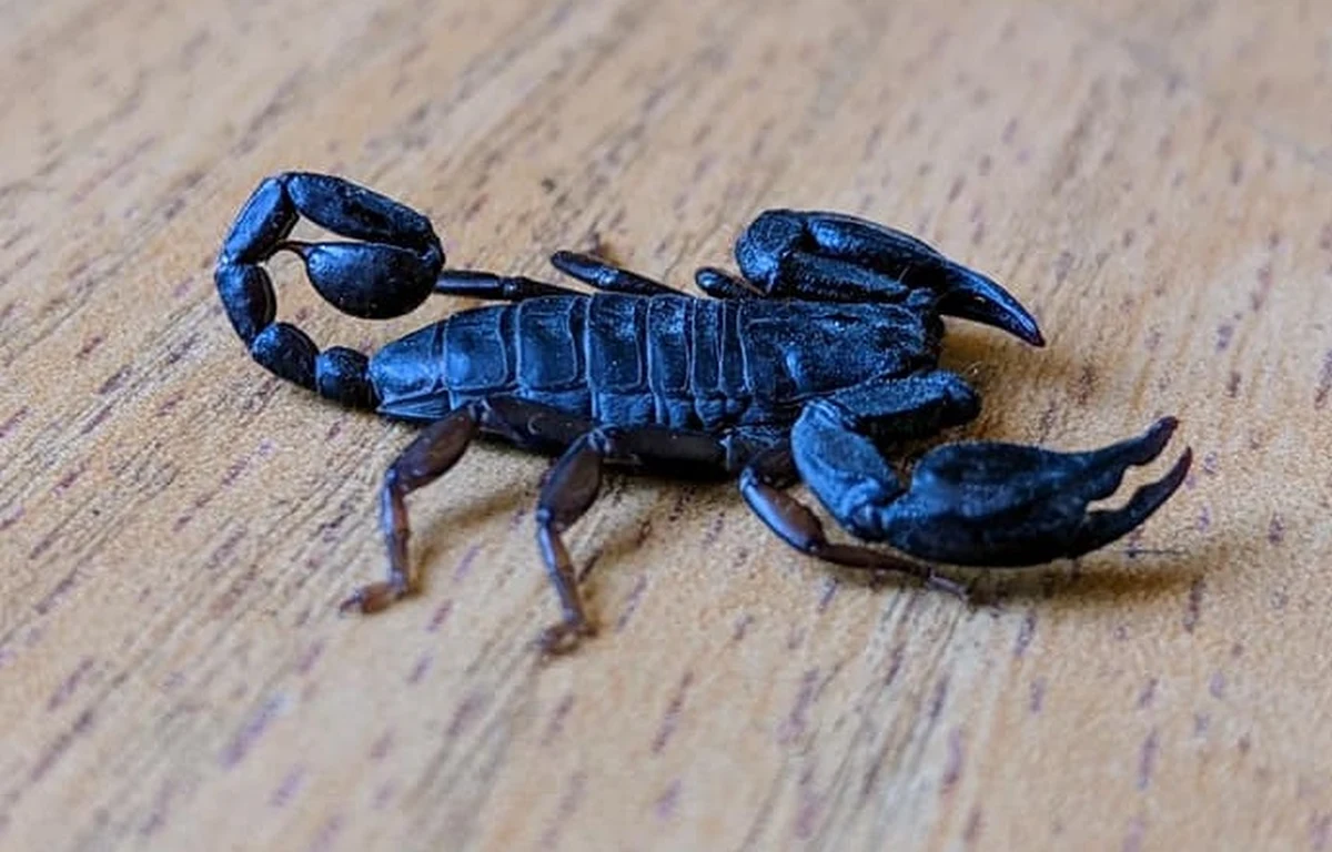 ​W jednym z mieszkań w Lublinie znaleziono skorpiona. Lokatorka złapała zwierzę i przekazała specjalistom. Nie wiadomo, jak skorpion się znalazł w lokalu.