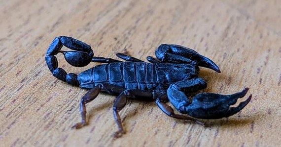 ​W jednym z mieszkań w Lublinie znaleziono skorpiona. Lokatorka złapała zwierzę i przekazała specjalistom. Nie wiadomo, jak skorpion się znalazł w lokalu.