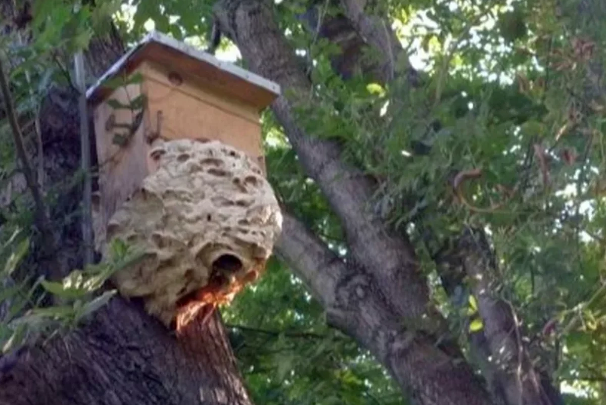 Rój szerszeni zadomowił się w parku Powstańców przy ulicy Wolskiej. Konieczna była interwencja strażników miejskich z Ekopatrolu i strażaków, którzy usunęli gniazdo groźnych owadów. 