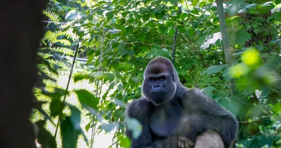 Stado goryli w zoo w Atlancie w USA zostanie zaszczepione przeciw Covid-19. Taką decyzję podjęto po tym, jak u kilkunastu małp stwierdzono symptomy zakażenia koronawirusem.