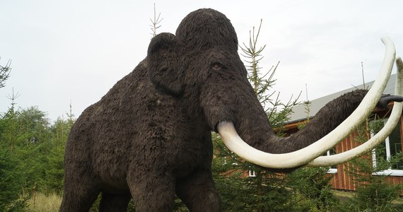 Dzięki grantowi wysokości 15 mln dolarów naukowcy postarają się odtworzyć mamuty, tworząc genetyczną krzyżówkę zagrożonego wyginięciem słonia azjatyckiego z DNA mamuta. Pierwsze mamuciątko może urodzić się za sześć lat - pisze "Guardian".