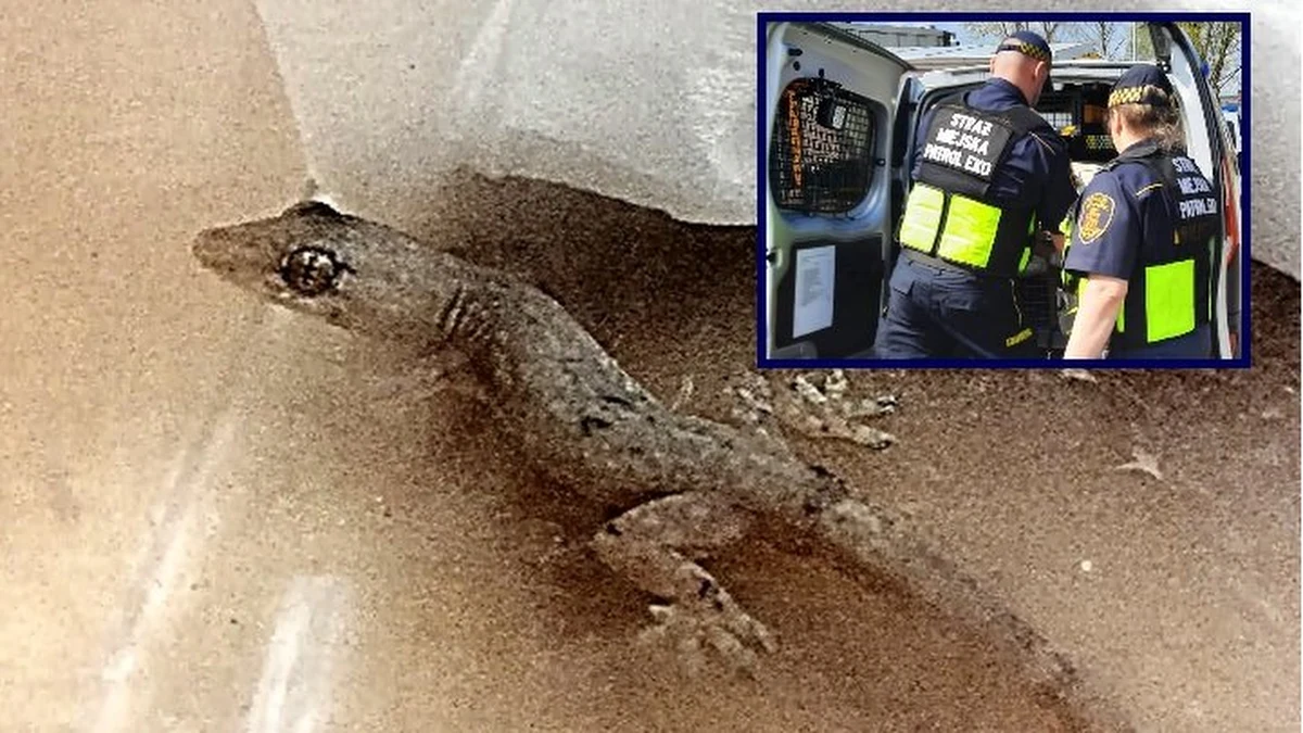 Mieszkanka Mokotowa po powrocie z wakacji znalazła w walizce gekona. Zwierzę nie było ranne - poinformowała stołeczna straż miejska. Gekon trafił do Centrum CITES warszawskiego zoo.