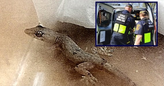Mieszkanka Mokotowa po powrocie z wakacji znalazła w walizce gekona. Zwierzę nie było ranne - poinformowała stołeczna straż miejska. Gekon trafił do Centrum CITES warszawskiego zoo.