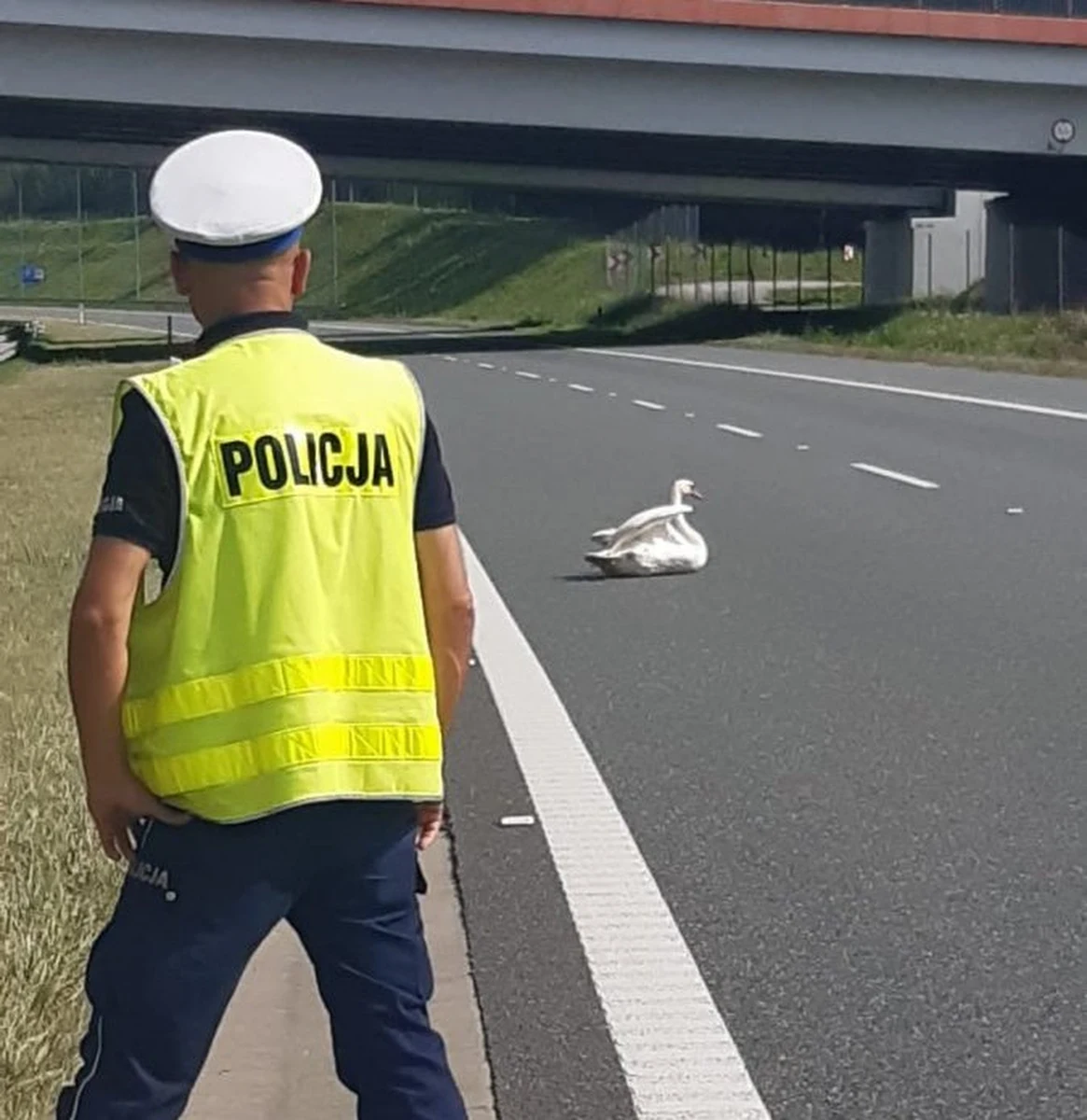 Do nietypowej interwencji policji doszło na podkarpackim odcinku autostrady A4. Siedzący na jezdni łabędź zablokował jeden z pasów trasy.
