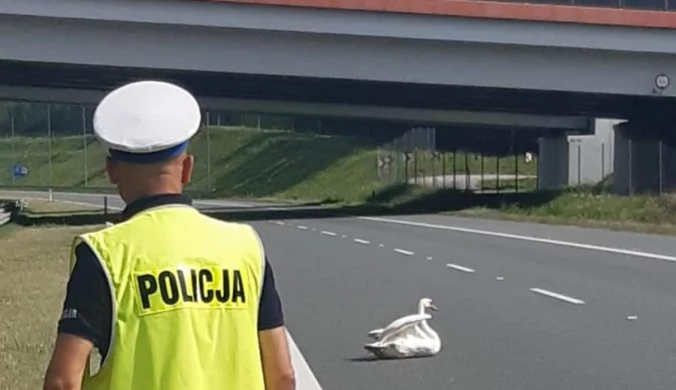 Dębica: Łabędź usiadł na autostradzie. Zablokował pas ruchu