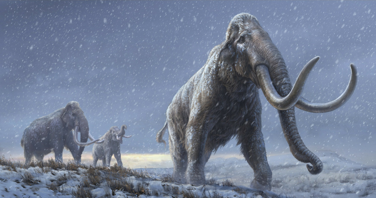 Niesłychanego odkrycia dokonali kanadyjscy naukowcy z McMaster University na obszarze Jukonu. Próbki DNA tajemniczych stworzeń pobrane z wiecznej zmarzliny ujawniły, że mamy do czynienia z mamutami włochatymi, które żyły tam zaledwie 4500-5000 lat temu. Dotychczas sądzono, że wymarły blisko 9700 lat temu.