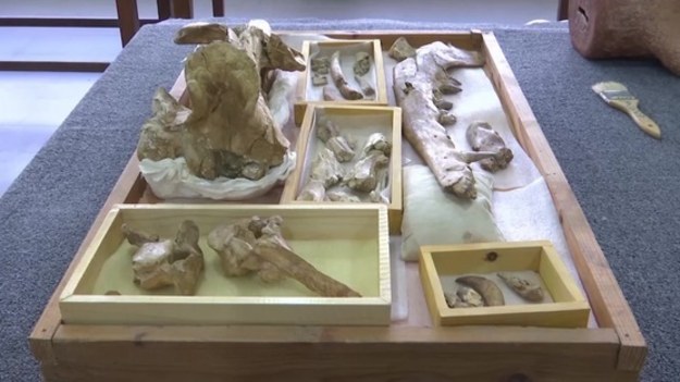 Egipscy badacze odnaleźli skamieniałe szczątki czworonożnego wieloryba. Zwierzę równie dobrze czuło się na lądzie, jak i w wodzie. Polowało i było groźnym drapieżnikiem. W wyniku ewolucji jego potomkowie wybrali wodny tryb życia.