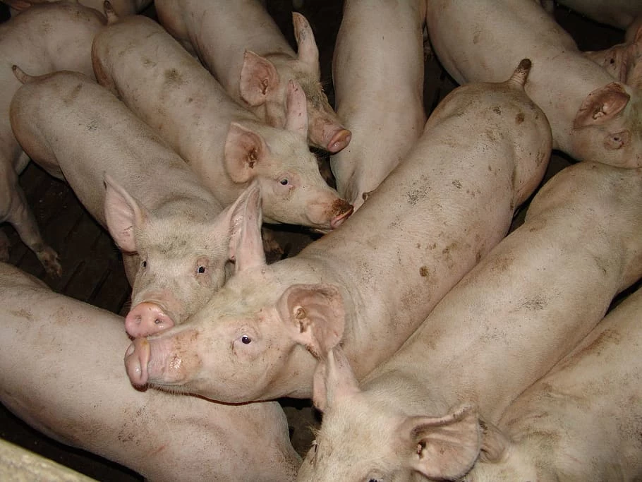 Niemiecki rolnik miał porzucić świnie przed dziewięciu laty. Zwierzęta nie przeżyły, a ich zwłoki uległy mumifikacji. Zdjęcie ilustracyjne