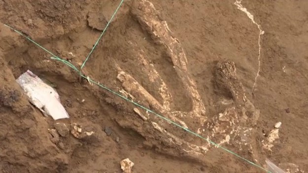 Archeolodzy tym razem znaleźli pozostałości z wczesnego plejstocenu lub z wczesnej epoki kamienia, w Orozmani na południu Gruzji. Wcześniej, poza afrykańskie ślady Homo georgicusa odnaleziono w Dmanisi, niedaleko Orozmani. Być może badacze znajdą odpowiedź, w jaki sposób Homo erectus migrował z Afryki.