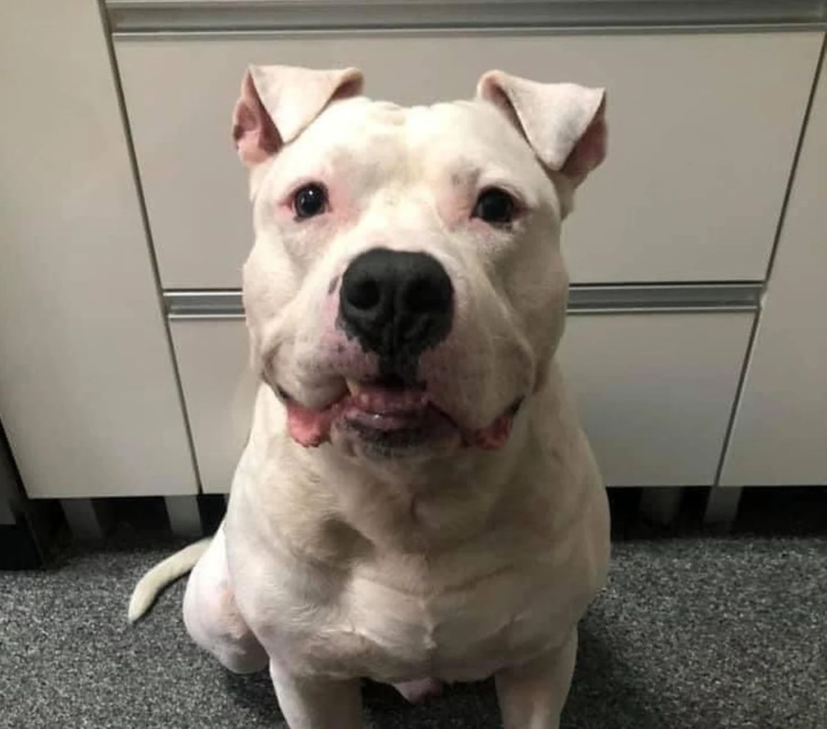 Kara do 5 lat pozbawienia wolności grozi 39-latkowi, który ukradł w Szczecinie amstaffa. Bandzior wrócił już do właściciela.