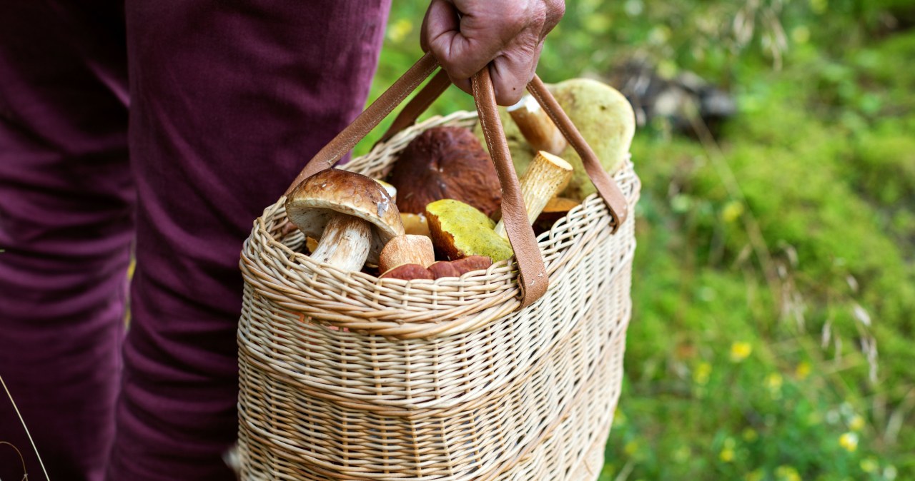 Wysyp grzybów na Podkarpaciu. Grzybiarze i leśnicy nie wierzą własnym oczom