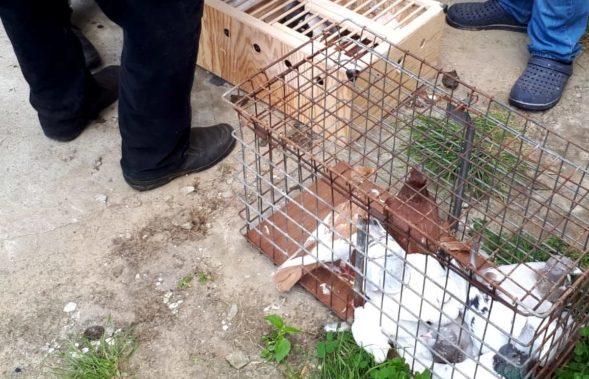 ​Policjanci na Mazowszu zatrzymali 26-latka, który skradł 159 sztuk gołębi. Wylicza się, że hodowca poniósł straty w wysokości 9 tys. zł. Udało się jednak odzyskać część gołębi.