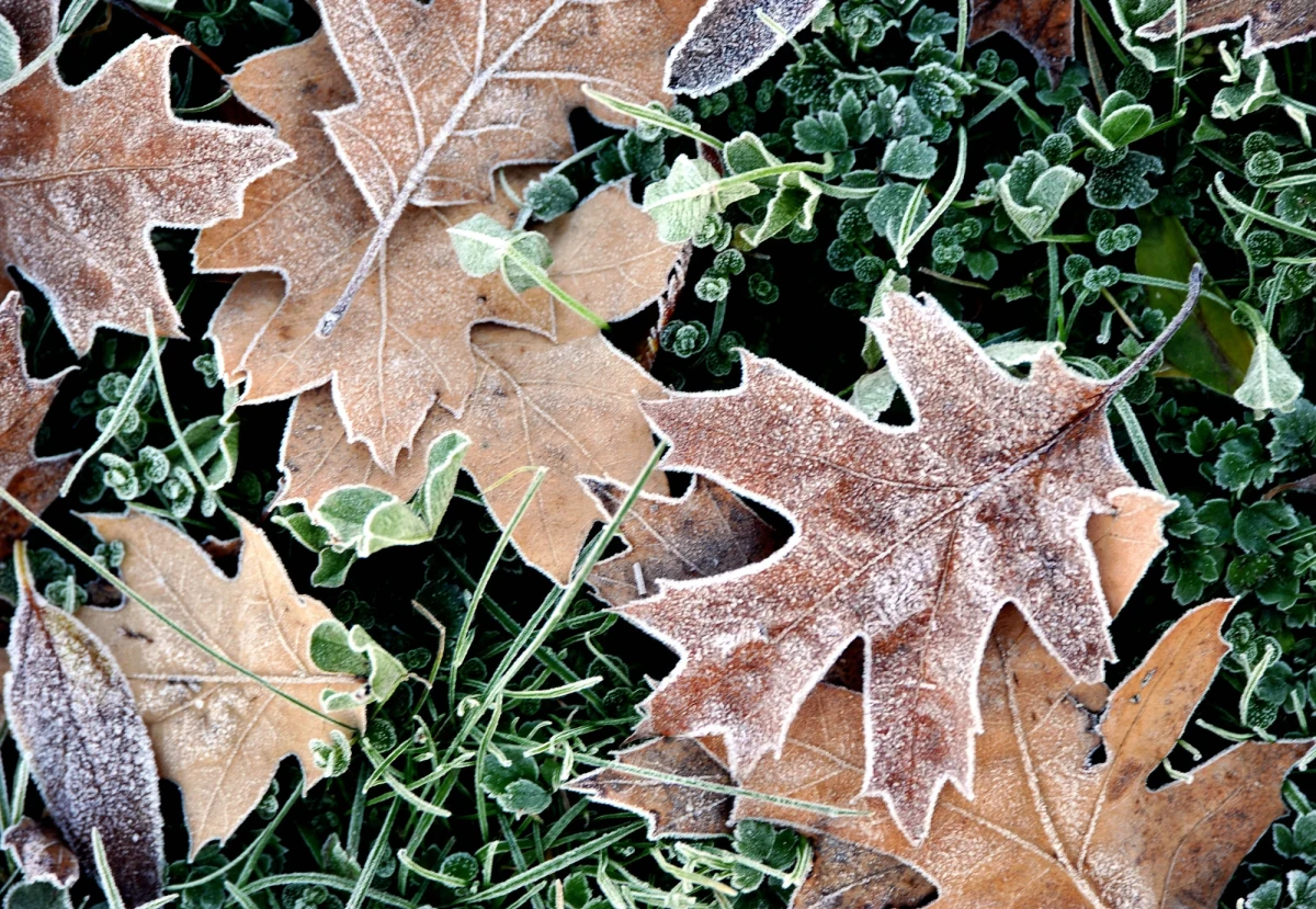 Powoli kończy się lato. Kolejne dni przyniosą spore ochłodzenie. Dopiero w przyszły piątek temperatura w niektórych miejscach kraju dojdzie do 20 stopni, a nawet przekroczy tę wartość. W nadchodzącym tygodniu możliwe są także nocne przymrozki.