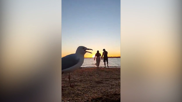 Miało być romantyczne wideo, wyszedł film przyrodniczy. Zobaczcie, jak dwie mewy popsuły pewnej parze pamiątkę z plaży.