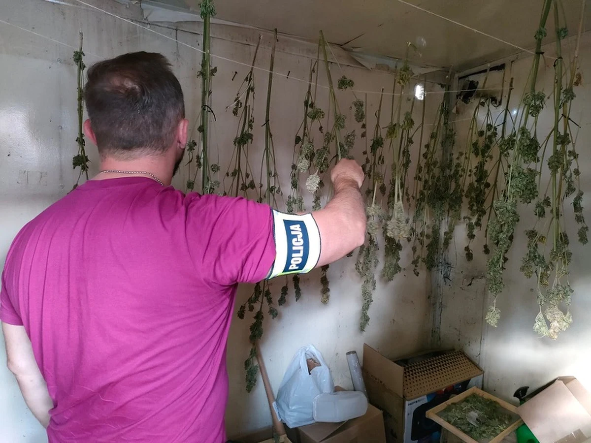 Na 3 miesiące aresztowano 42-letniego mężczyznę po tym, jak policjanci z Kutna (woj. łódzkie) znaleźli u niego 2,5 kg marihuany i nielegalne wyroby akcyzowe. Wartość krajanki tytoniowej i alkoholu to 118 tys. zł - podała w piątek rzeczniczka kutnowskiej policji Edyta Machnik.