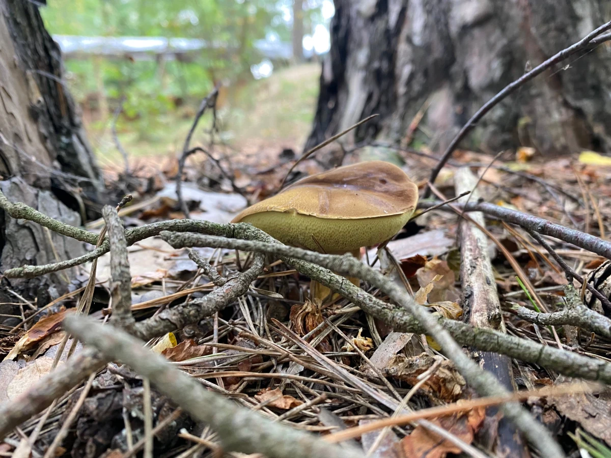 Zbieranie grzybów to zajęcie, któremu Polacy poświęcają się z prawdziwą przyjemnością. Chodzenie po lesie to nie tylko relaks i czas na złapanie oddechu po intensywnym tygodniu w pracy, ale też satysfakcjonujące kolekcjonowanie grzybowych okazów. Mamy garść rad dla tych, dla których grzybobranie to wciąż temat odrobinę obcy.