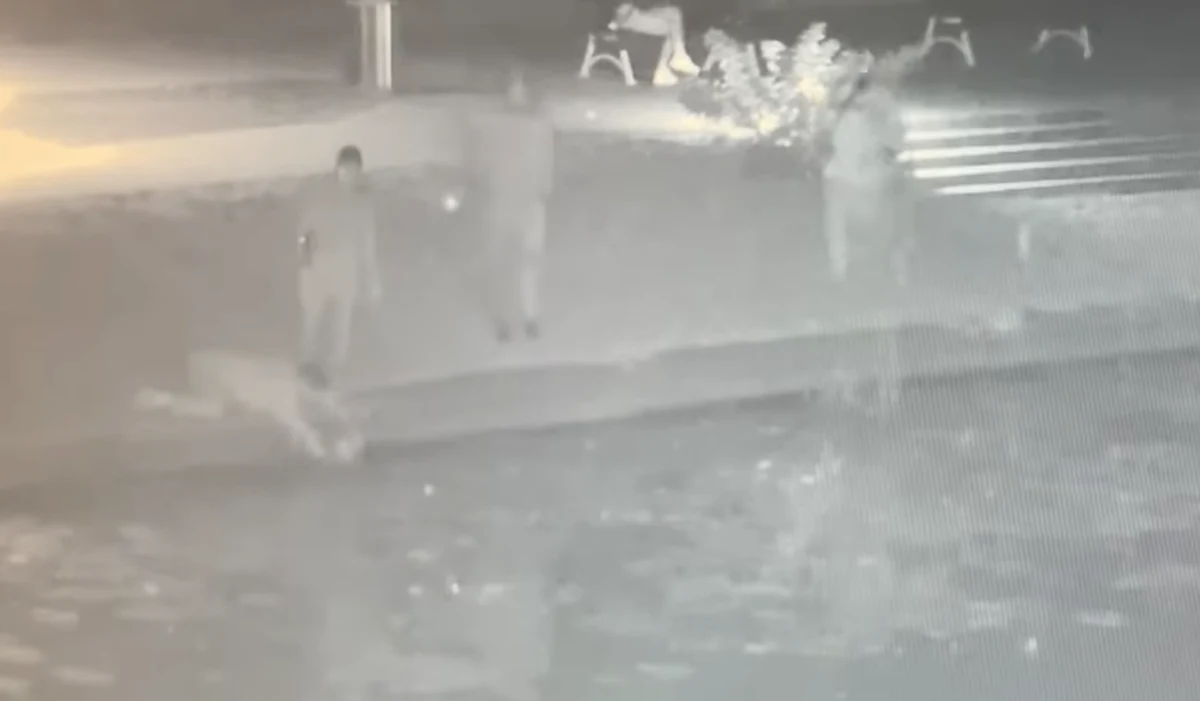 Mieszkańcy Nowego Dworu Gdańskiego błyskawicznie rzucili się na ratunek kotu, który wpadł do rzeki. Zwierzę udało się uratować. Całą akcję uchwyciły kamery monitoringu miejskiego.