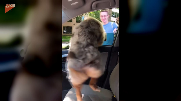 Pewien psiak z niecierpliwością czekał na swojego właściciela. Gdy tylko zobaczył go przez szybę samochodu, z radości zaczął merdać całym ciałem! 