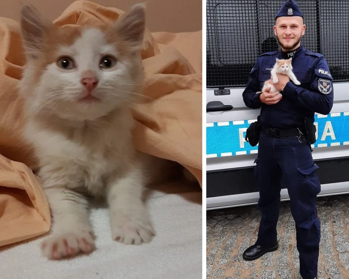 Policjanci z Komendy Miejskiej Policji w Białej Podlaskiej znaleźli w Koroszczynie (pow. bialski) przemoczonego małego kotka, który schował się w zaroślach przed lisami. Zwierzak trafił pod opiekę mundurowych.