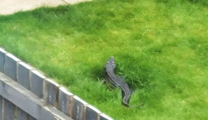 Wielka Brytania: Zauważyła krokodyla w ogrodzie