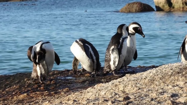 Zgony 63 pingwinów nastąpiły nagle, w ciągu kilku godzin. To był prawdopodobnie zmasowany atak pszczół miodnych. Pingwiny przylądkowe, zwane też tońcami, osiedliły się na plaży Boulders blisko 40 lat temu. Przez lata stworzyły populację około 3 tysięcy osobników. Ich gatunek należy do ginących.