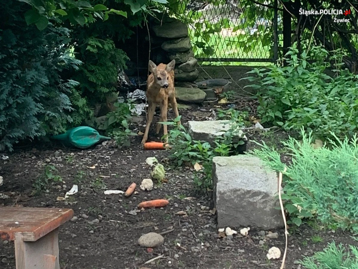 Policjant z Węgierskiej Górki podczas służby dostrzegł młodą sarnę, która znajdowała się na jednej z posesji. Okazało się, że właściciele domu celowo zamknęli zwierzę na ogrodzonym terenie. Teraz za to odpowiedzą.
