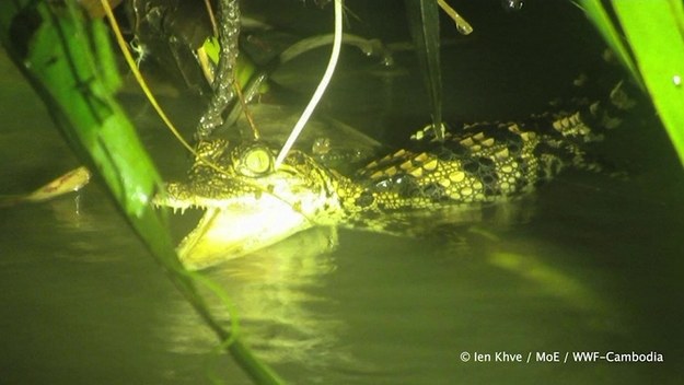 Naukowcy z Kambodży odnaleźli małe krokodyle syjamskie, najrzadsze krokodyle świata. Do tej pory sądzono, że gatunek wyginął w latach 90. XX wieku. 