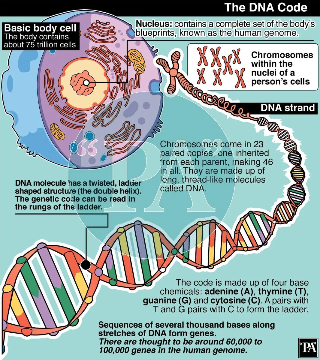 "Genomiczna Mapa Polski" - idea która narodziła się w głowach naszych uczonych mniej więcej 5 lat temu - od niedawna stała się tematem alarmistycznych artykułów. 