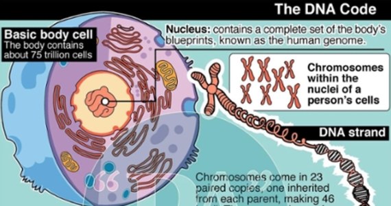 "Genomiczna Mapa Polski" - idea która narodziła się w głowach naszych uczonych mniej więcej 5 lat temu - od niedawna stała się tematem alarmistycznych artykułów. 