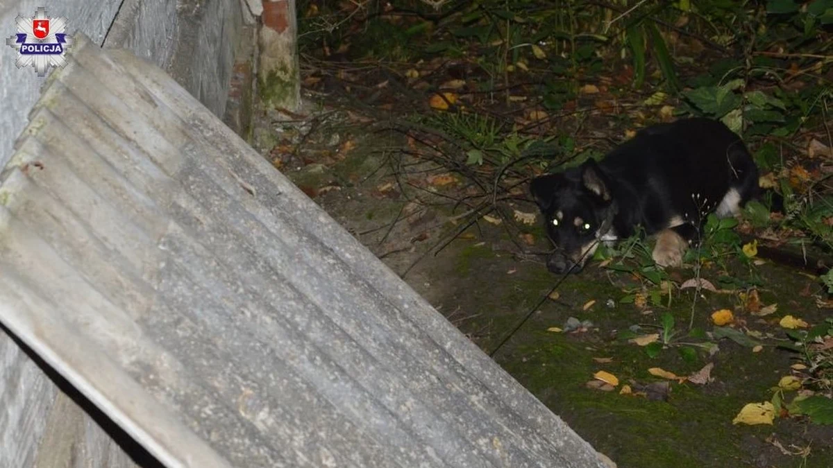 Policjanci z Posterunku Policji w Dołhobyczowie zatrzymali 64-latka z gminy Mircze, który odpowie za znęcanie nad czterema psami. Zwierzęta trafiły do schroniska.