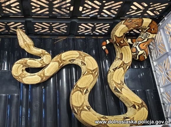 /Źródło: KPP w Górze /