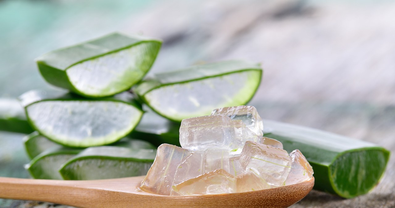 aloe vera coltivare Aloe Vera - Medicinal Aloe Plant