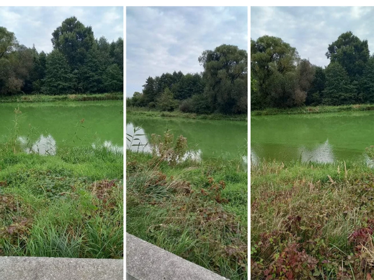Rzeka Prosna przepływająca przez wielkopolski Kalisz ma od wczoraj intensywnie zielony kolor. Nie jest to celowe zabarwienie, znane np. z Irlandii i obchodzonego tam Dnia Świętego Patryka. Za przebarwienie odpowiadają naturalne procesy, szkodliwe dla wodnej fauny i flory. 