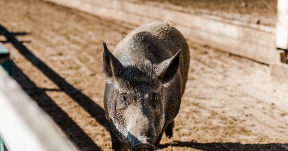 O finansowe wsparcie dla gospodarstw rolnych dotkniętych przez ASF (afrykański pomór świń) zaapelował do rządu sejmik województwa warmińsko-mazurskiego. W województwie tym do tej pory zanotowano 14 ognisk choroby.
