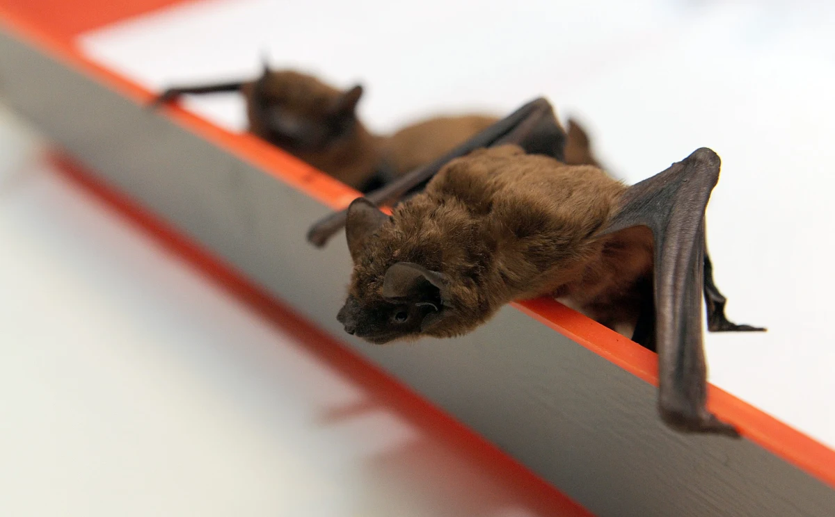 Mieszkaniec amerykańskiego stanu Illinois zmarł na wściekliznę. Miesiąc wcześniej zaraził się od nietoperza, którego znalazł w swojej sypialni. To pierwszy taki przypadek od 1954 r. - przekazało CNN.