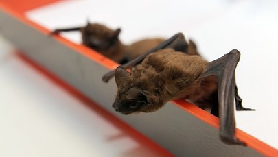 Mężczyzna obudził się z nietoperzem na szyi. Miesiąc później zmarł na wściekliznę