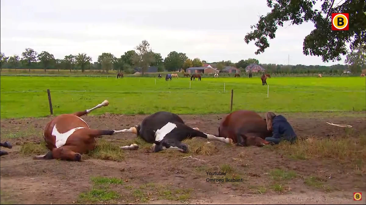 Siedem koni zginęło we wtorek w czasie burzy – podał portal BN DeStem. Do sytuacji doszło w holenderskiej miejscowości Maarheze.
