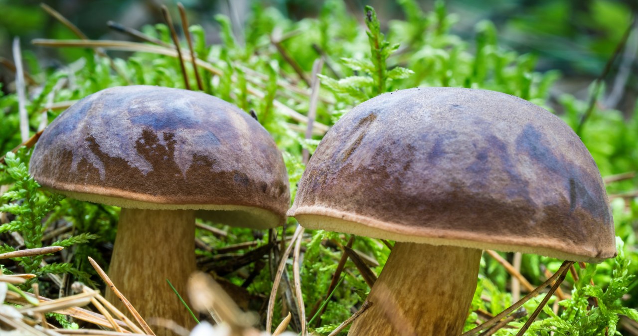 "Dwa wiaderka podgrzybków i kosz kani" . Gdzie iść na grzyby w weekend?