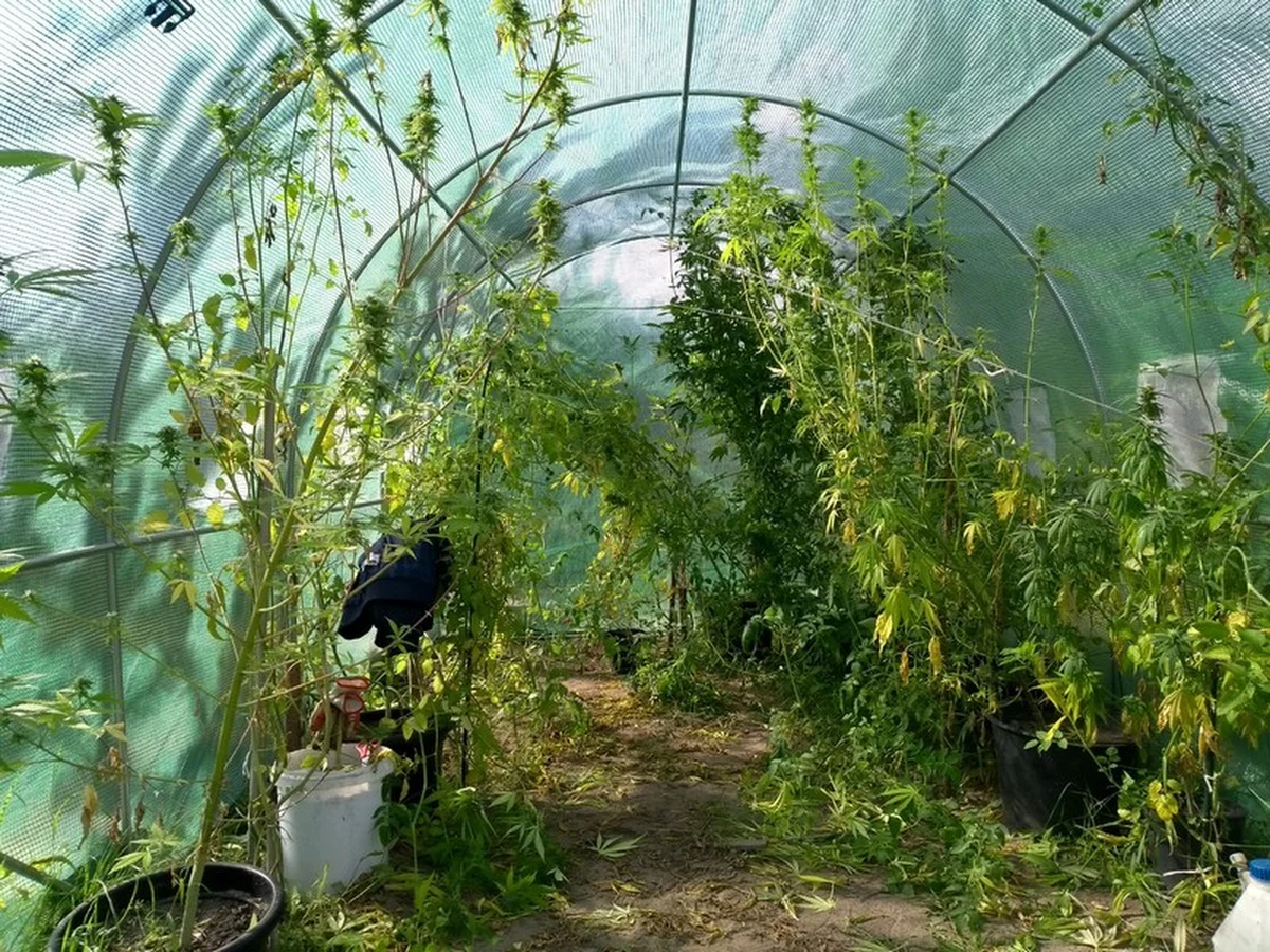 W pobliżu lasu w foliowej szklarni uprawiał pomidory i... krzewy marihuany. Został zatrzymany przez kryminalnych, kiedy przymierzał się do ścięcia nielegalnych roślin. Mowa o 28-letnim mieszkańcu Leszna. 