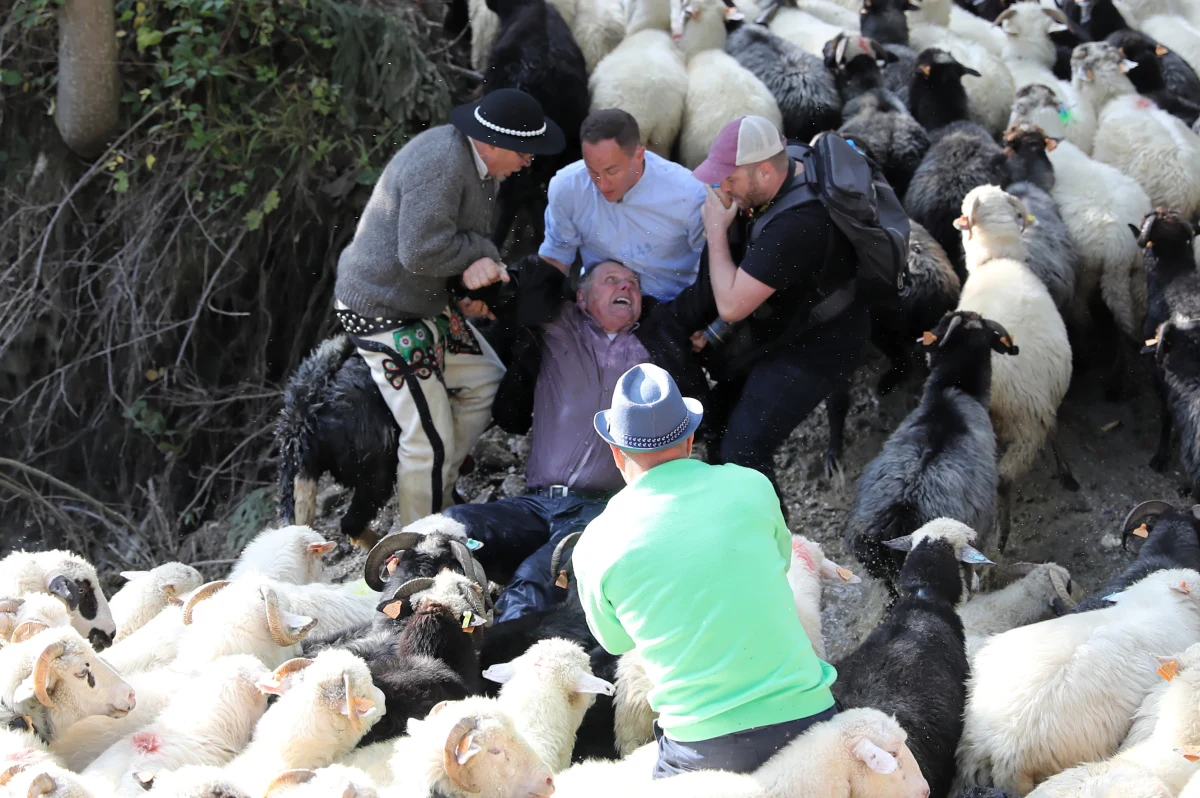 Do poważnego incydentu doszło podczas redyku w Jamnem w powiecie nowotarskim. Spłoszone owce stratowały mężczyznę, który przyglądał się spędowi. Na szczęście, nic poważnego mu się nie stało. 