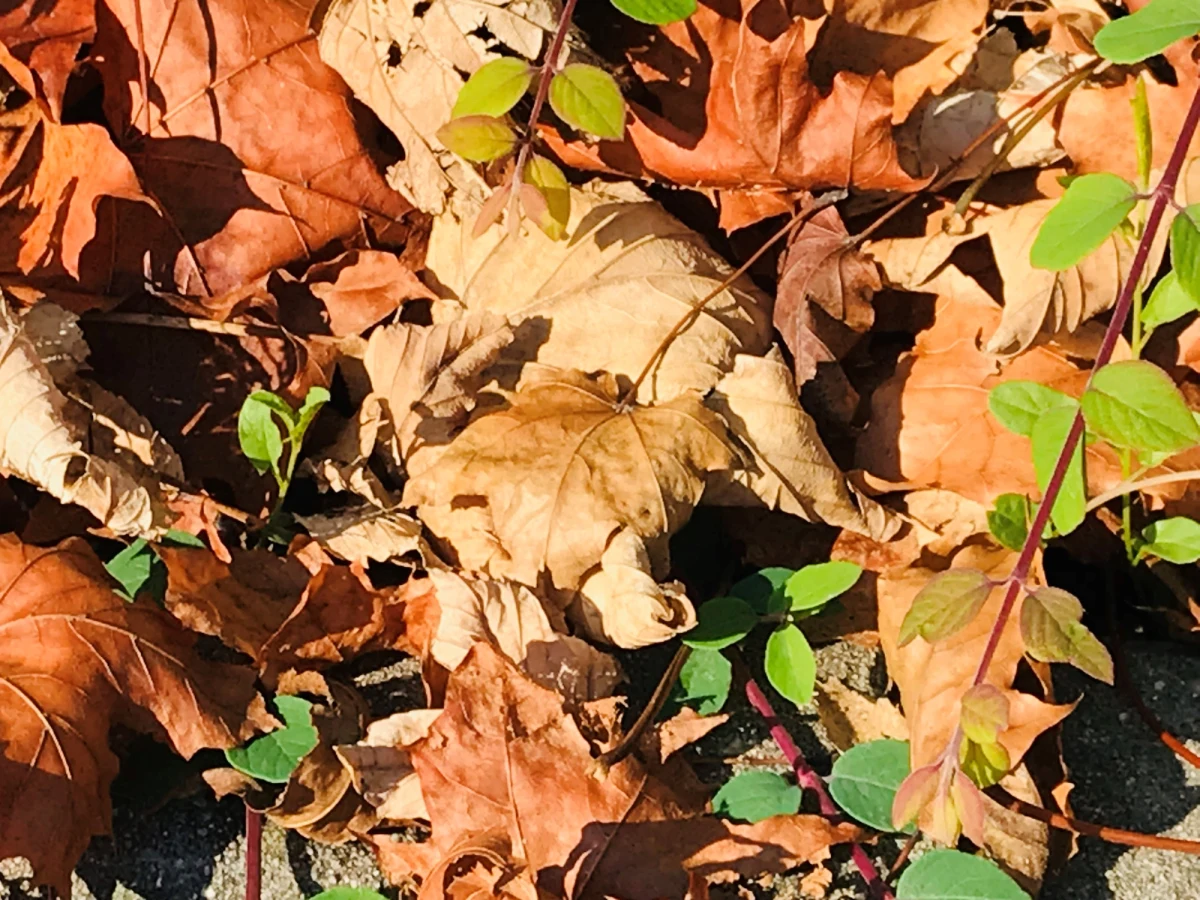 W poniedziałek Polska będzie w masie ciepłego powietrza. Miejscami, na Górnym Śląsku i w Małopolsce, temperatura maksymalna może osiągnąć 24 stopnie Celsjusza - mówi Grażyna Dąbrowska, synoptyk Instytutu Meteorologii i Gospodarki Wodnej.