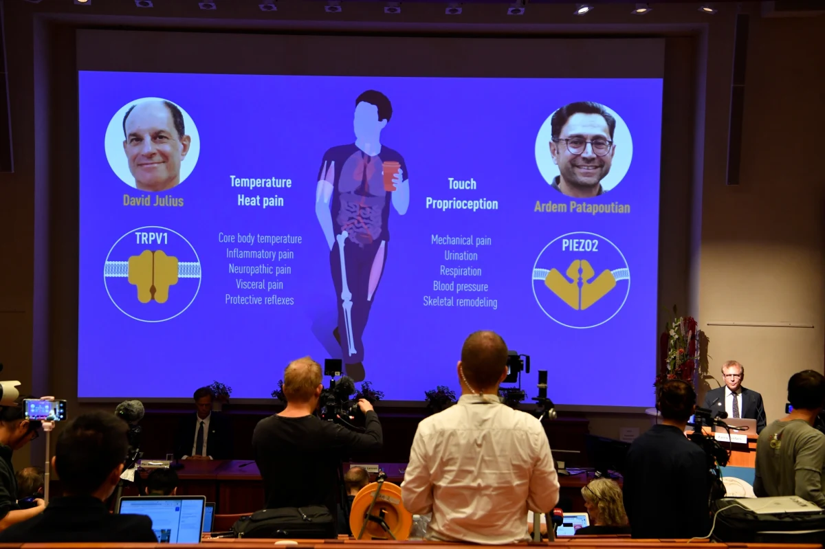 David Julius z University of California w San Francisco i Ardem Patapoutian z Howard Hughes Medical Institute, Scripps Research w La Jolla laureatami tegorocznej nagrody Nobla w dziedzinie fizjologii lub medycyny. Instytut Karoliński wyróżnił ich za odkrycie receptorów dotyku i temperatury. Odkrycia tegorocznych laureatów mają kluczowe znaczenie dla rozumienia tego, jak nasze ciało odbiera świat zewnętrzny. To dzięki ich pracom wiemy, jak odbiera ciepło, jak ocenia temperaturę i dotyk, jak decyduje, czy to odczucie powinno już mieć charakter bólu. To wszystko procesy kluczowe dla naszego życia, ich zrozumienie może pomóc w odkryciu przyczyn i łagodzeniu choćby przewlekłego bólu.