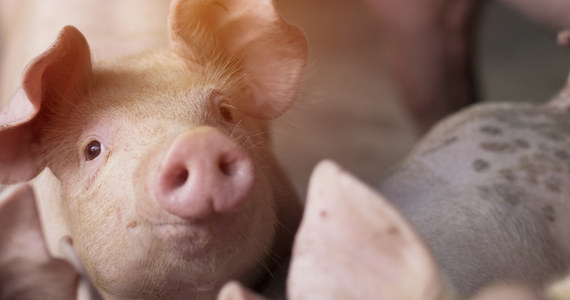 Brytyjskie stowarzyszenie hodowców świń NPA poinformowało o pierwszych przypadkach, że z powodu deficytu rzeźników zdrowe,  przeznaczone do uboju zwierzęta zostały zabite i wyrzucone.