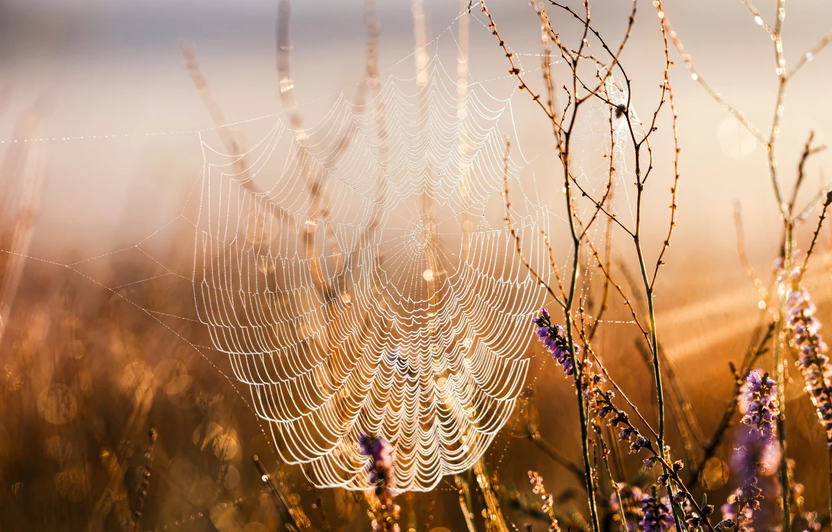 Naukowcy obalili mit o przeciwdrobnoustrojowym działaniu pajęczych nici, który jest mocno zakorzeniony w wielu kulturach. Także w Polsce od pokoleń powtarza się, że pajęczyna przyspiesza gojenia się ran.