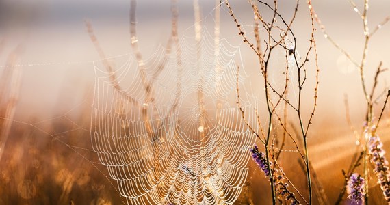 Naukowcy obalili mit o przeciwdrobnoustrojowym działaniu pajęczych nici, który jest mocno zakorzeniony w wielu kulturach. Także w Polsce od pokoleń powtarza się, że pajęczyna przyspiesza gojenia się ran.
